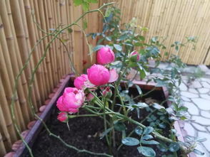 入秋月季养护指南：秋季操作要点全解析