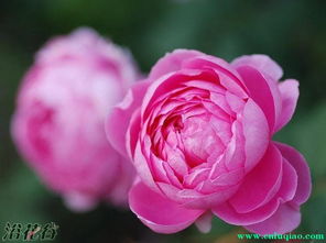 种植地区大揭秘