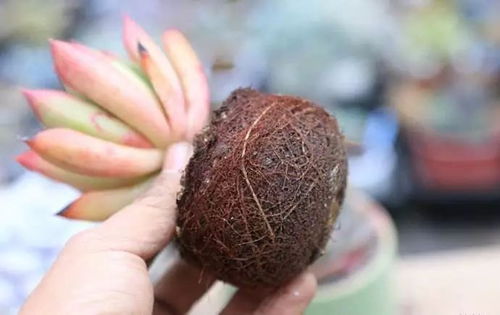 多肉修根步骤有哪些？详细的多肉修根步骤