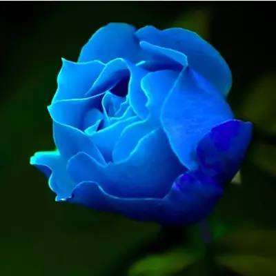 蓝色玫瑰，神秘花语