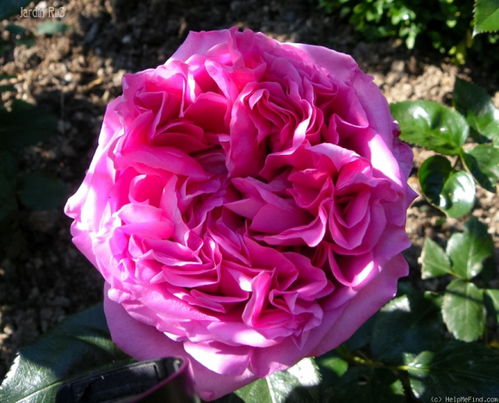 伯纳黛特拉芳特月季：法国的瑰宝