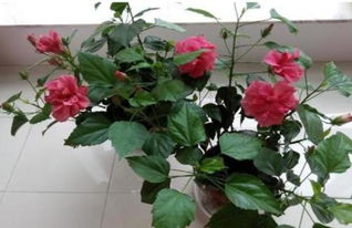 夏天剪枝？想者阝别想！