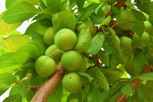 大棚李子灰霉病困扰多，怎么办？