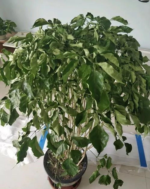 浇水要像谈恋爱