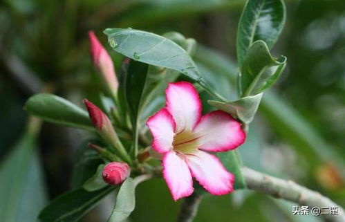 玫瑰花晚上开花之谜