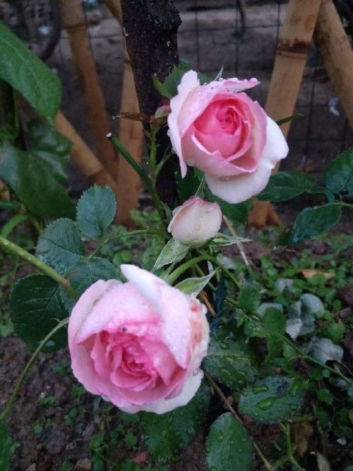 春天月季花开，施肥要讲究时机哦！