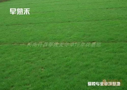 耕地与花卉苗木的“较量”