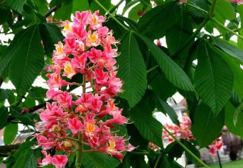 蓝色花乔木品种介绍