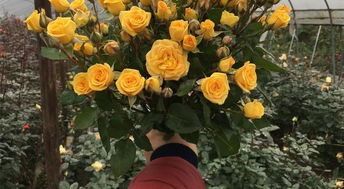 切花月季栽培技术，细节决定成败