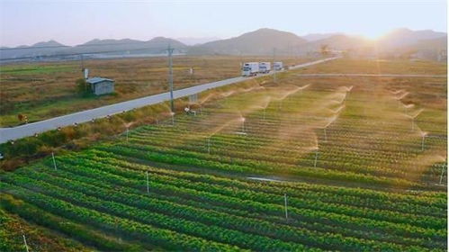 冬季种植有哪些植物适合生机盎然地生长