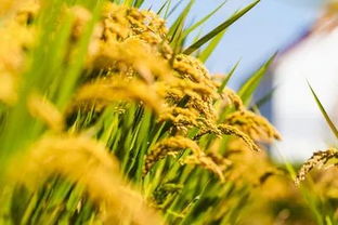 九月份的草种选择，别走弯路啦！