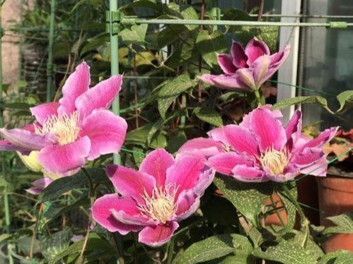 庭院里那神秘的白色花朵