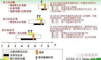 如何区分猪场妊娠、分娩、保育栏位使用？