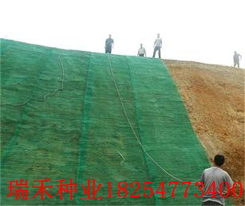 草地早熟禾：北方草坪的新宠