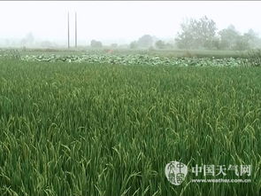 土壤残留，农药的“尾巴”