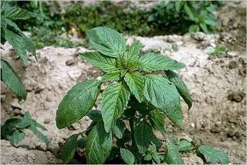 除草剂的选择性：精准打击还是全面战争？