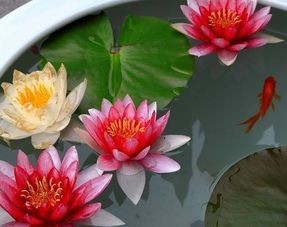 甘蓝繁殖方法，涉及种子播种、分株繁殖等