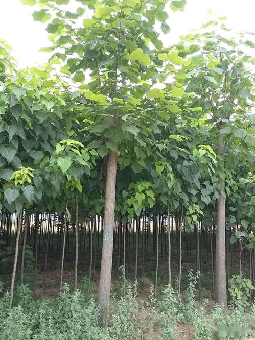 一、 苗木界的“奢侈品”