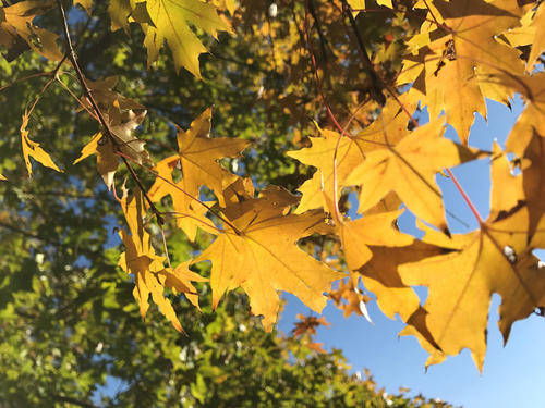 张伯的枫树籽亩产突破400斤的秘诀