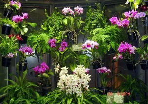 紫藤花的造型与养护