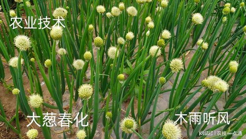 葱兰花播种季节揭秘