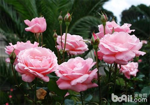 月季怕什么水？浇水要注意什么？