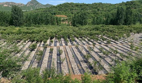 木耳种植失败，原因何在？