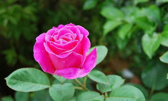 月季：莱州的市花