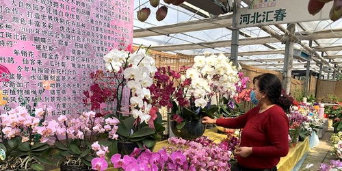 春天的花朵， 春天的情意