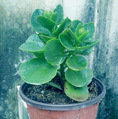 七月份高温种什么植物？耐热又好养的选择盘点！