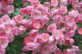 冬宫月季：四季的美丽传说