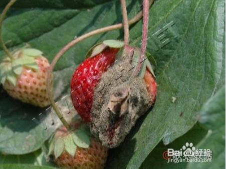 灰霉病的防治大揭秘：作物损失不再怕