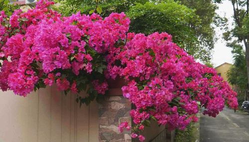 哎呀，那个小刘的三角梅怎么啦？