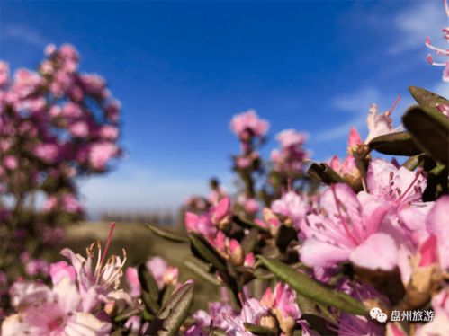 杜鹃先开花后长叶，春日美景抢先看！