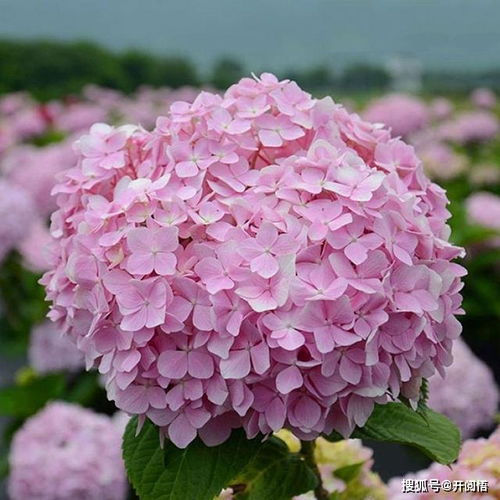 平安品种清单，让您安心养花