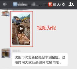 非洲猪瘟难防控？这些关键策略你知道吗