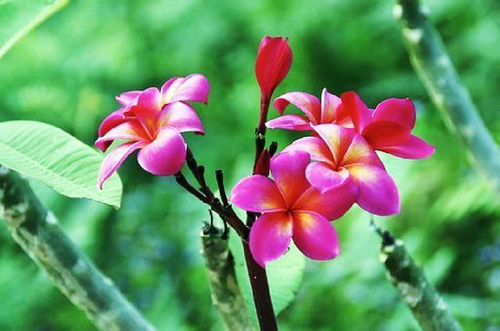 “追寻自由的芍药花，象征着坚韧