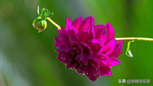 红色花卉， 种类繁多