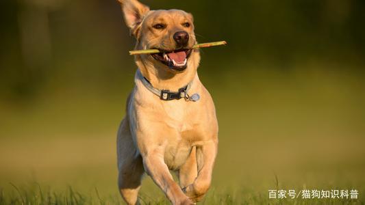 每天喂多少克阿维菌素粉？