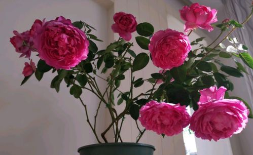 缺点嘛， 当然也是有的