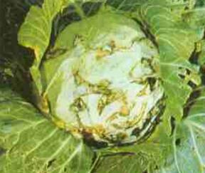 黑皮甘蔗苗期病害防治全攻略