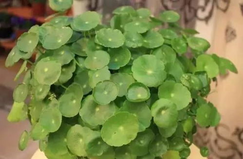 耐涝植物花卉，生命力旺盛的秘密武器