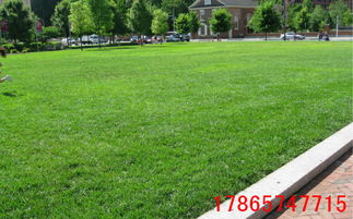 草坪种植，土壤配制小秘籍