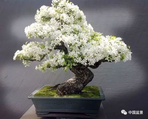 盆栽白花头断了如何巧妙嫁接