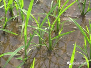 丁草胺的使用小贴士