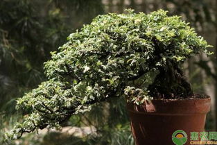 种植山桩的注意事项