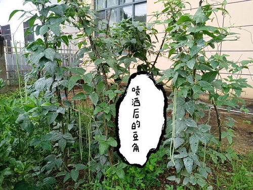 生物防治， 也行啊