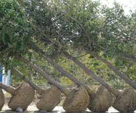 国槐苗木，谁家的好