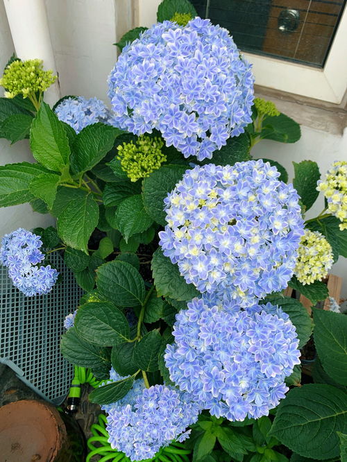 广东冬季可依种植的花有：