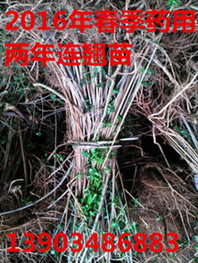 决明植物：广布全球